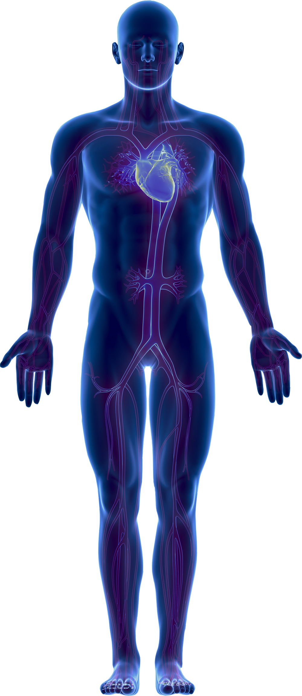 Human Body